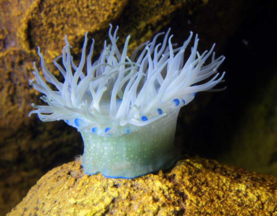 image of an aqua marine beadlet anemone