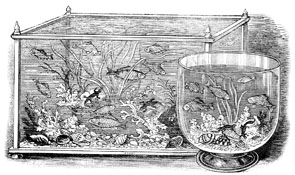 image of rectangular with a propagator jar aquarium in front 